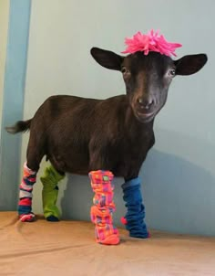 a small goat with colorful socks and boots on it's feet standing in front of a wall