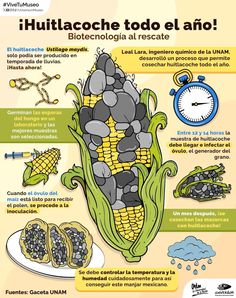 an info poster showing how to eat corn on the cob