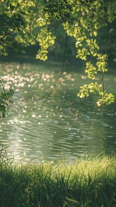 the water is calm and green as it sits in the grass