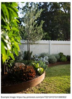 an outdoor garden with plants and trees in the back yard, next to a white picket fence