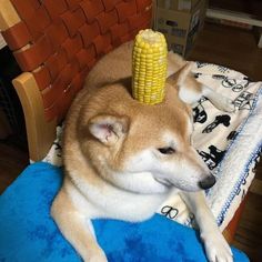 a dog is laying down with a corn on the cob on it's head