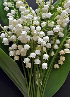 a bouquet of white flowers sitting on top of a green leaf