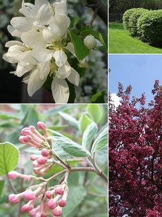 four different types of trees and shrubs in the same photo, one with pink flowers