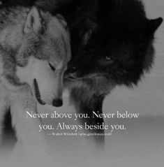 two wolfs are facing each other with a quote on the front and back saying never above you, never below you always beside you