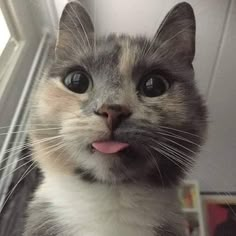 a gray and white cat sticking its tongue out with the caption, morning sweetheart