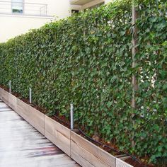 a long row of wooden planters filled with green plants on the side of a building