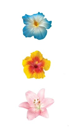 three different colored flowers on a white background