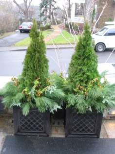 three potted plants sitting on the side of a road next to a sidewalk with cars parked in the background