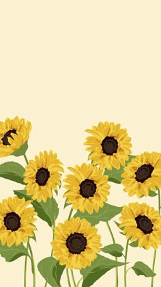 the sunflowers are blooming in front of a beige background