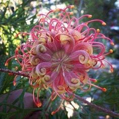 a pink and yellow flower on a tree branch