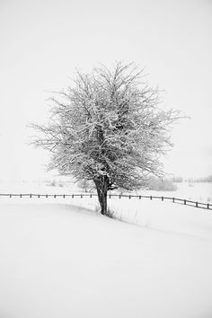 a lone tree in the middle of a snowy field with a fence and snow covered ground