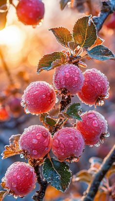 the berries are covered in ice and water on the tree branch, with the sun shining behind them