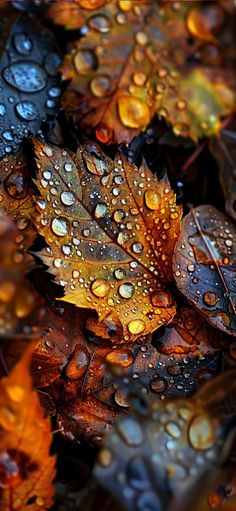 the leaves are covered with water droplets