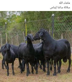 several black horses standing in front of a chain link fence with their heads touching each other