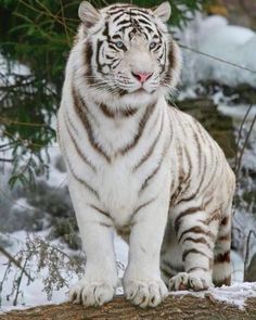 a white tiger standing on top of a tree branch