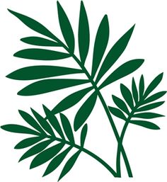 a green plant is shown on a white background