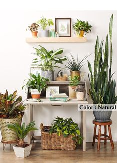 several houseplants are arranged on a table