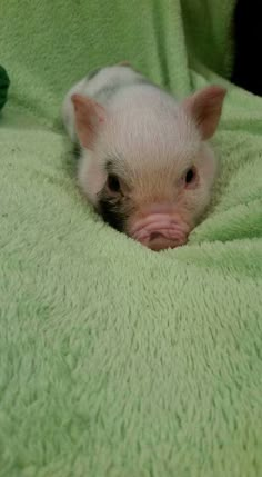 a small white pig laying on top of a green blanket covered in a blanket and looking at the camera