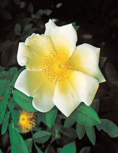 a yellow and white flower with green leaves on the bottom half of its blooming petals