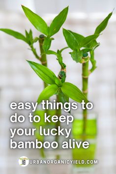 two green vases with bamboo plants in them and the words, easy things to do to keep your lucky bamboo alive