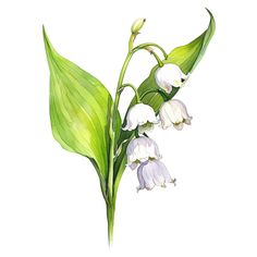 a watercolor painting of lily of the valley flowers with green leaves on a white background