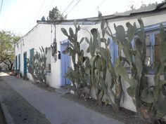 a row of cacti on the side of a building with blue shutters