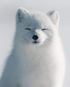 a white fox with its eyes closed sitting in the snow and looking at the camera