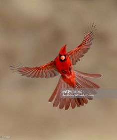 a red bird flying through the air with its wings spread