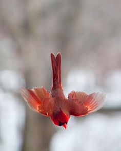 a red bird is flying in the air