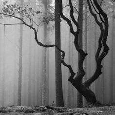 a black and white photo of trees in the foggy forest with no leaves on them