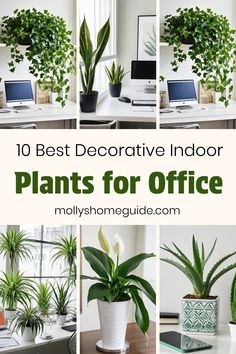 the top 10 best decorating indoor plants for office in this post, there are pictures of various houseplants and potted plants