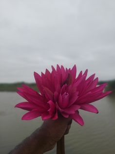 a person holding a pink flower in front of a body of water on a cloudy day