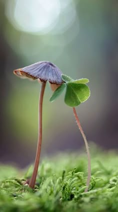 a small blue mushroom sitting on top of a green moss covered ground next to a leaf