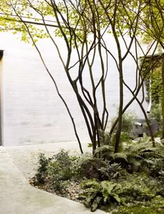 an outdoor area with trees and plants in the foreground, next to a white building