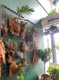 the wall is filled with plants and hanging from hooks