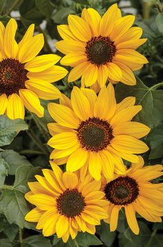 several yellow sunflowers with green leaves in the background