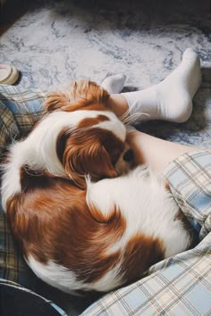 a brown and white dog laying on top of a bed next to a persons feet