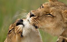 two lions are kissing each other with their mouths open and one is rubbing its face against the other's head