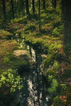 a stream running through a lush green forest filled with lots of trees and grass covered ground