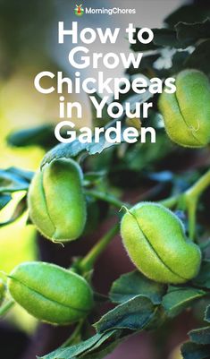 the cover of how to grow chickpeas in your garden with text overlay