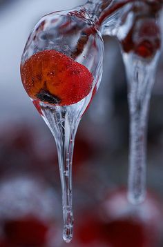 the ice is melting and red berries are in it