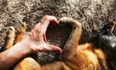 a person is petting a dog with his paw in the shape of a heart