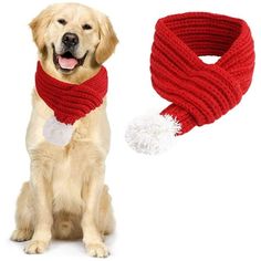 a dog sitting next to a red scarf and white pom - pom hat