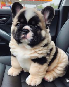 a small black and white dog sitting on top of a car seat