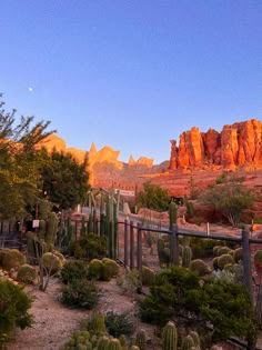 the desert is full of cacti and cactus plants