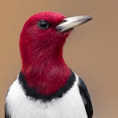 a red and white bird with a black head, long beak and large bill is standing in front of a brown background