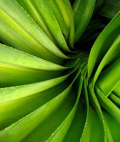 the top view of a large green plant