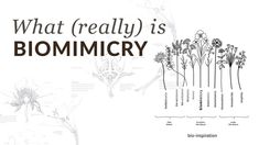 what really is biomicry? infographical poster with flowers and plants