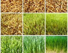 different types of grass that have been sprouted together