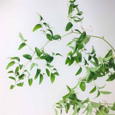 a plant with green leaves is shown against a white background